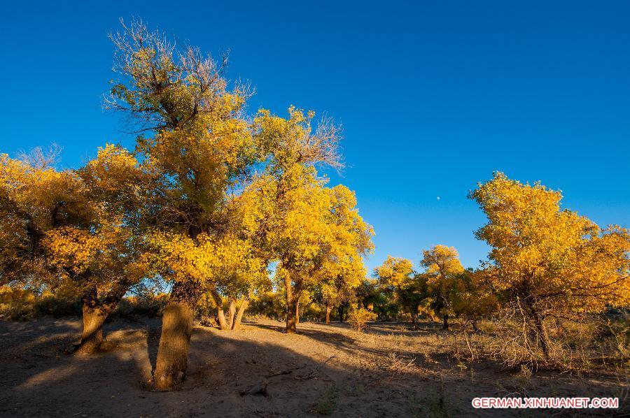 CHINA-INNER MONGOLIA-DESERT POPLAR-SCENERY (CN) 