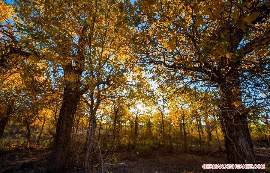 CHINA-INNER MONGOLIA-DESERT POPLAR-SCENERY (CN) 