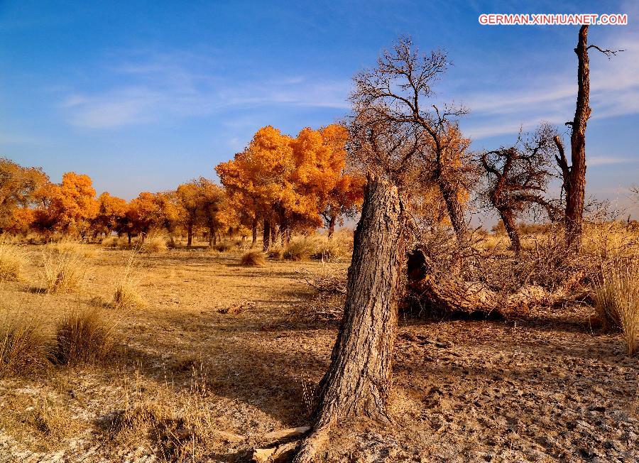 CHINA-INNER MONGOLIA-EJIN BANNER-DESERT POPLAR (CN)