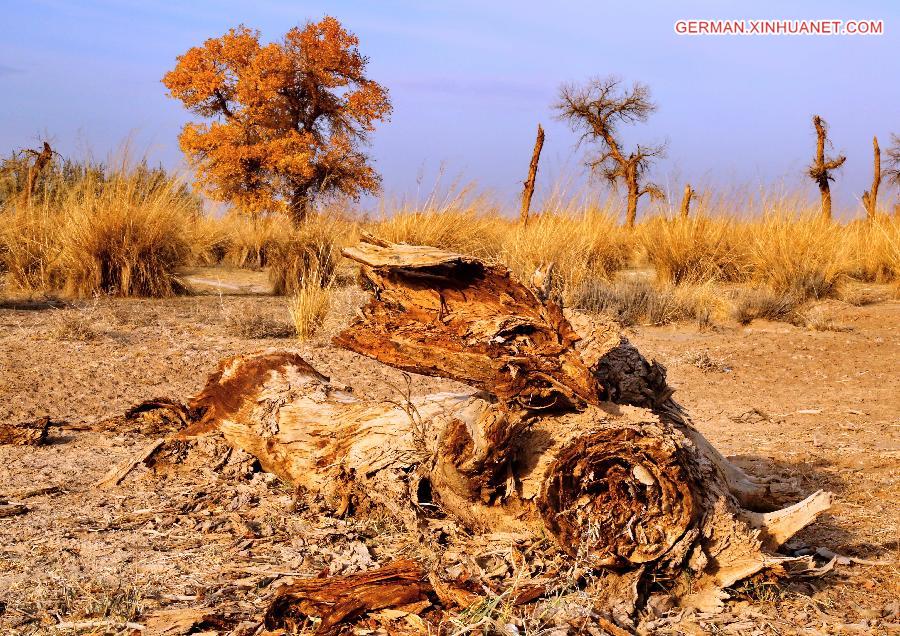 CHINA-INNER MONGOLIA-EJIN BANNER-DESERT POPLAR (CN)