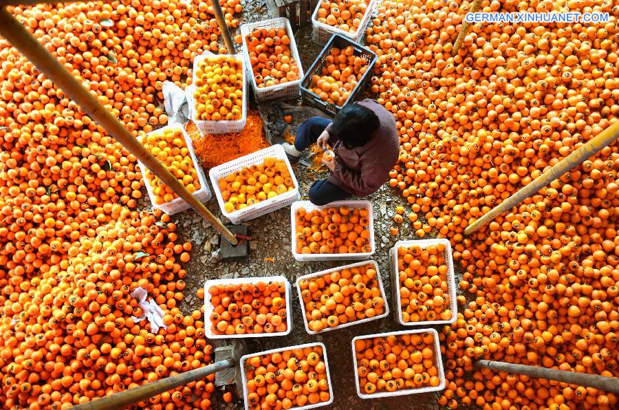 CHINA-ZIBO-PERSIMMON-HARVEST (CN)