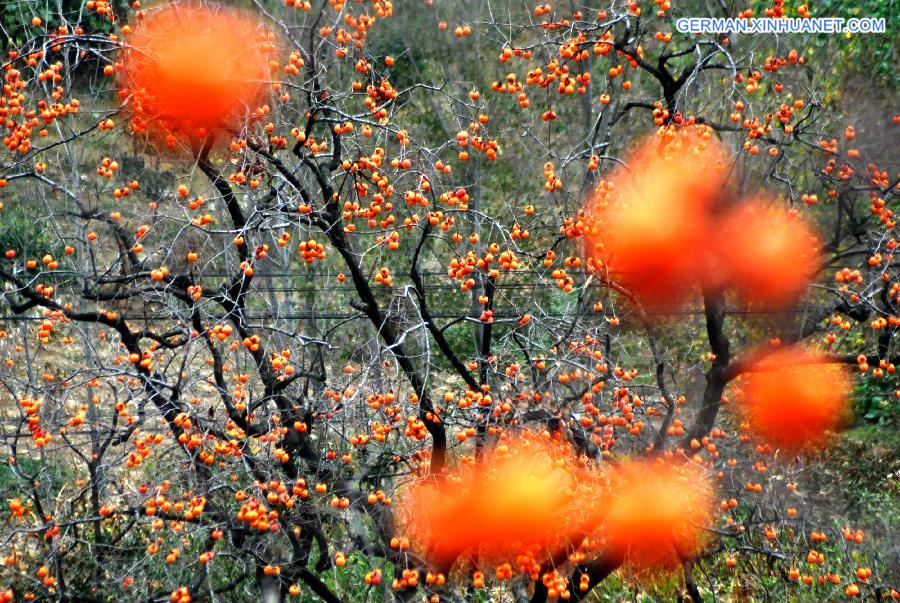 CHINA-ZIBO-PERSIMMON-HARVEST (CN)