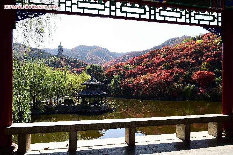 CHINA-SHANDONG-AUTUMN SCENERY (CN)