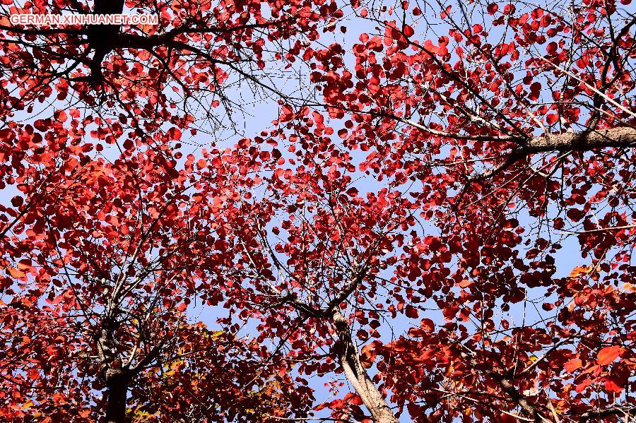 CHINA-SHANDONG-AUTUMN SCENERY (CN)