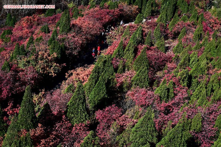 CHINA-SHANDONG-AUTUMN SCENERY (CN)