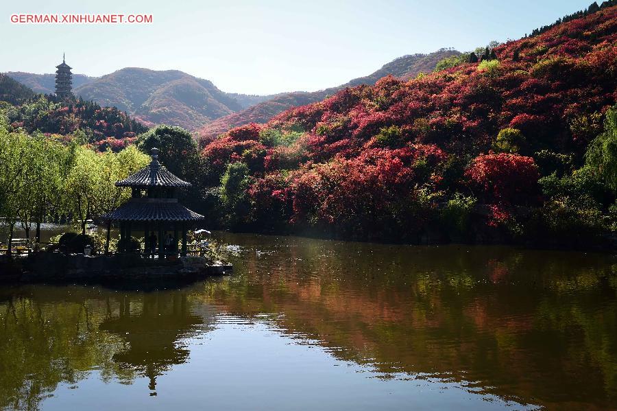 CHINA-SHANDONG-AUTUMN SCENERY (CN)