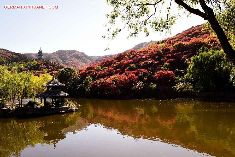 CHINA-SHANDONG-AUTUMN SCENERY (CN)