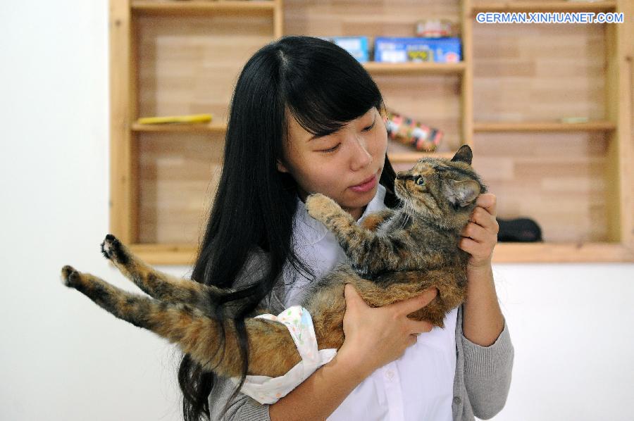 CHINA-CHONGQING-CAT-WHEELCHAIR (CN)