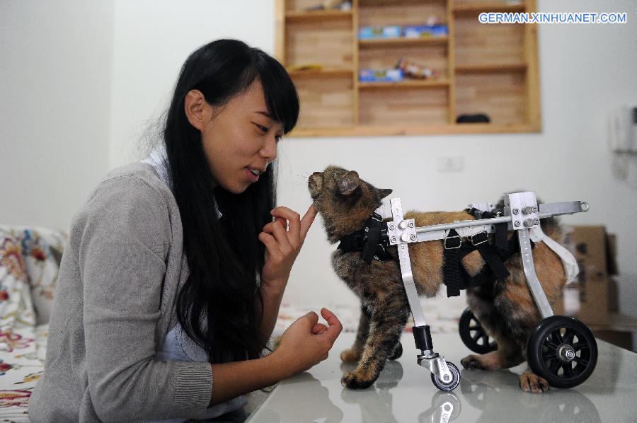 CHINA-CHONGQING-CAT-WHEELCHAIR (CN)