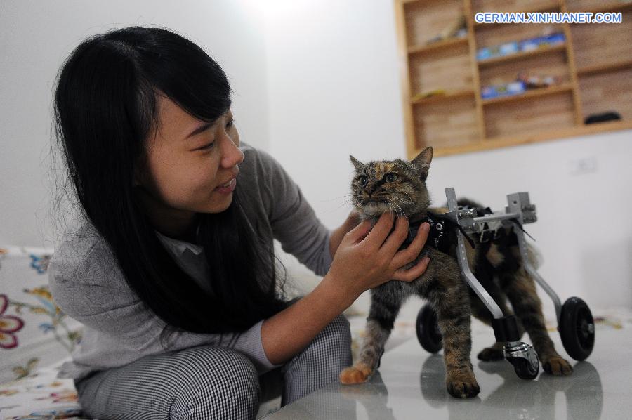 CHINA-CHONGQING-CAT-WHEELCHAIR (CN)