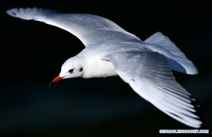 CHINA-YUNNAN-BLACK-HEADED GULLS (CN)