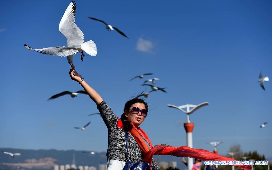 CHINA-YUNNAN-BLACK-HEADED GULLS (CN)