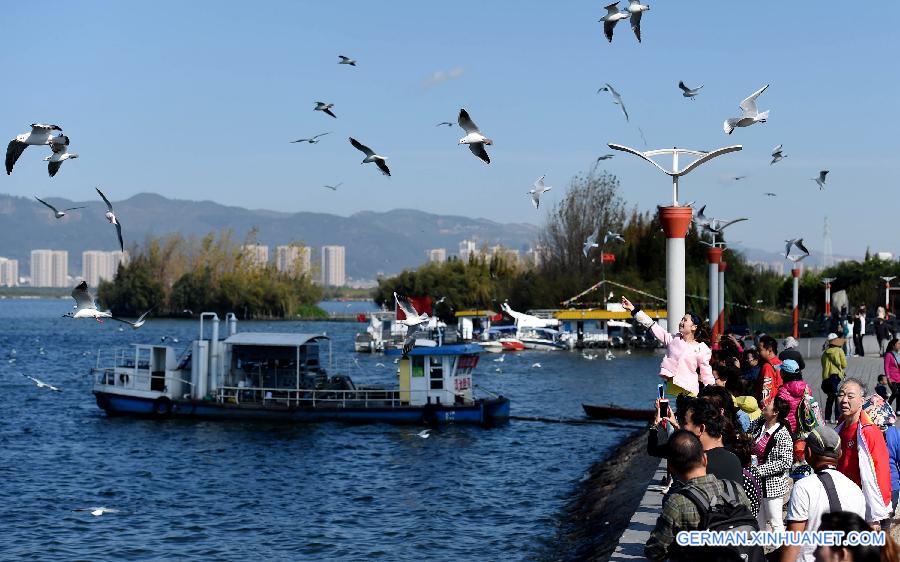 CHINA-YUNNAN-BLACK-HEADED GULLS (CN)