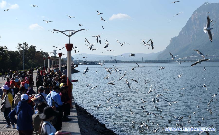 CHINA-YUNNAN-BLACK-HEADED GULLS (CN)