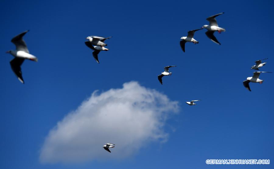 CHINA-YUNNAN-BLACK-HEADED GULLS (CN)