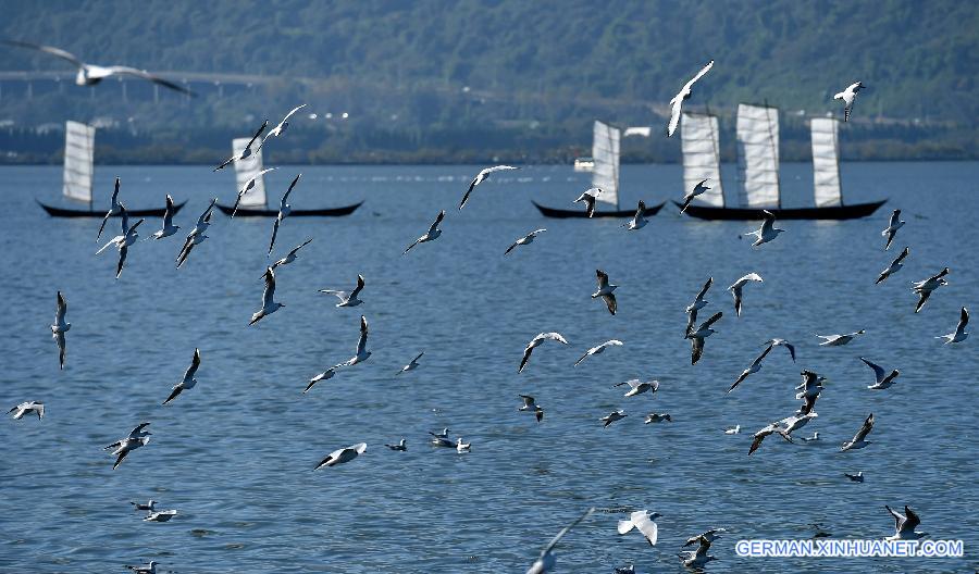 CHINA-YUNNAN-BLACK-HEADED GULLS (CN)