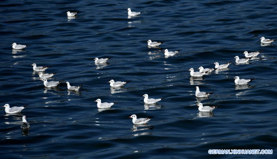 CHINA-YUNNAN-BLACK-HEADED GULLS (CN)