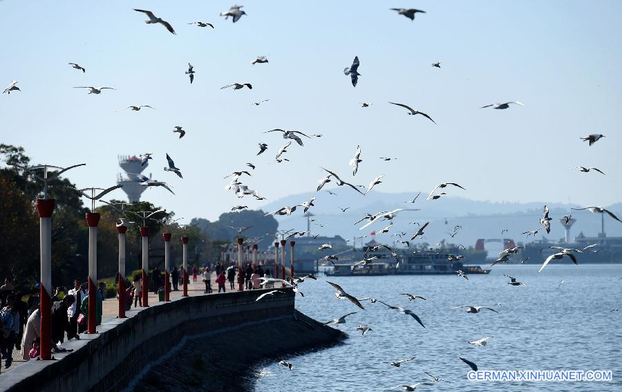 CHINA-YUNNAN-BLACK-HEADED GULLS (CN)