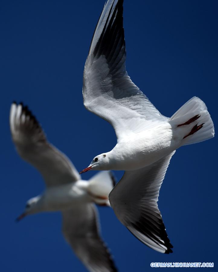 CHINA-YUNNAN-BLACK-HEADED GULLS (CN)