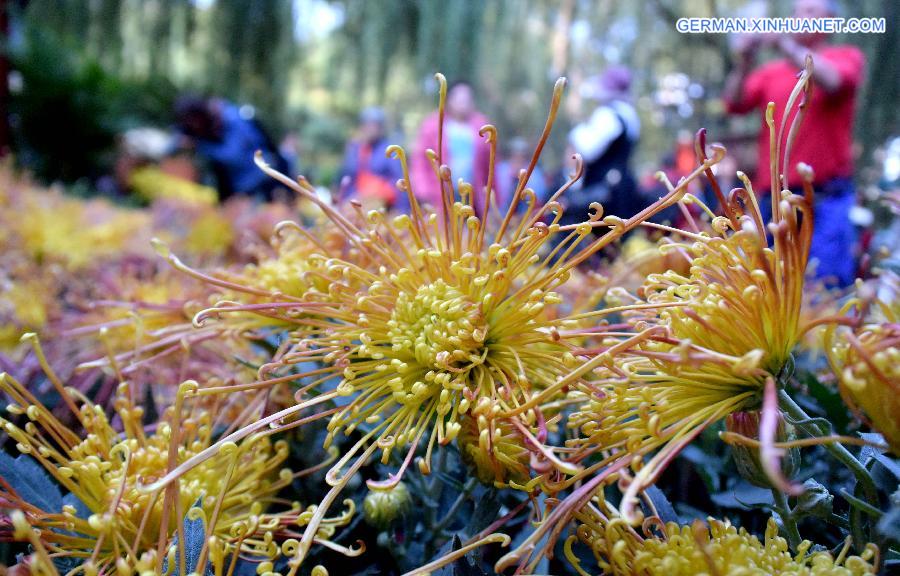 CHINA-SHANDONG-JINAN-CHRYSANTHEMUM (CN)