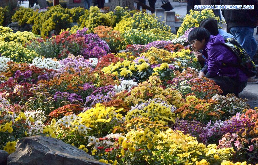 CHINA-SHANDONG-JINAN-CHRYSANTHEMUM (CN)