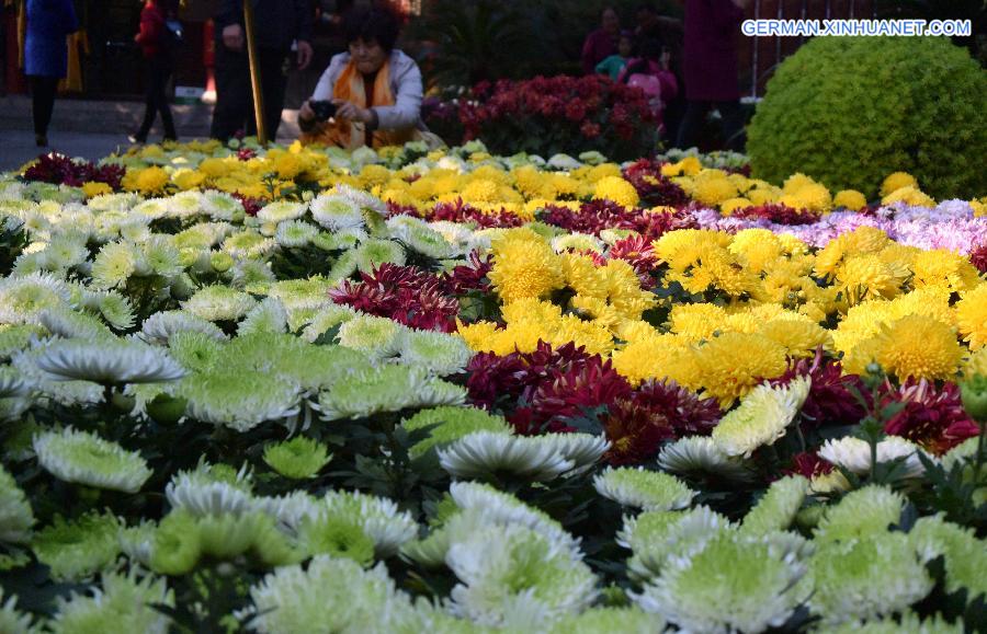 CHINA-SHANDONG-JINAN-CHRYSANTHEMUM (CN)