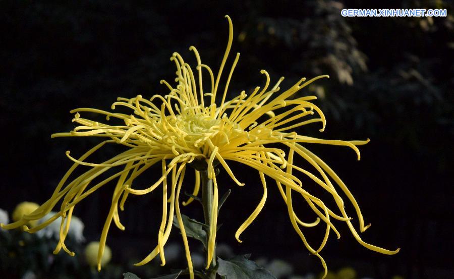 CHINA-SHANDONG-JINAN-CHRYSANTHEMUM (CN)