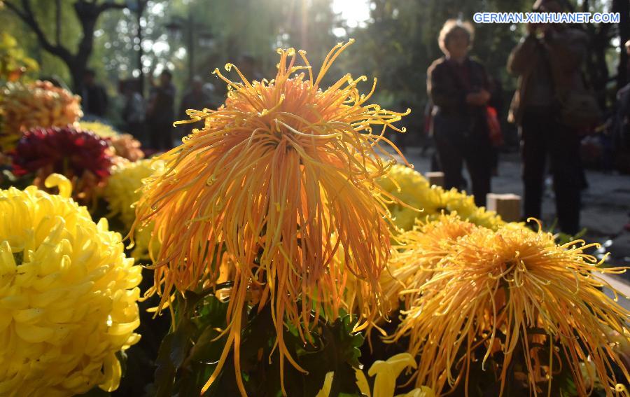 CHINA-SHANDONG-JINAN-CHRYSANTHEMUM (CN)