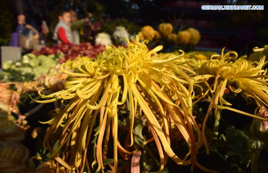 CHINA-SHANDONG-JINAN-CHRYSANTHEMUM (CN)