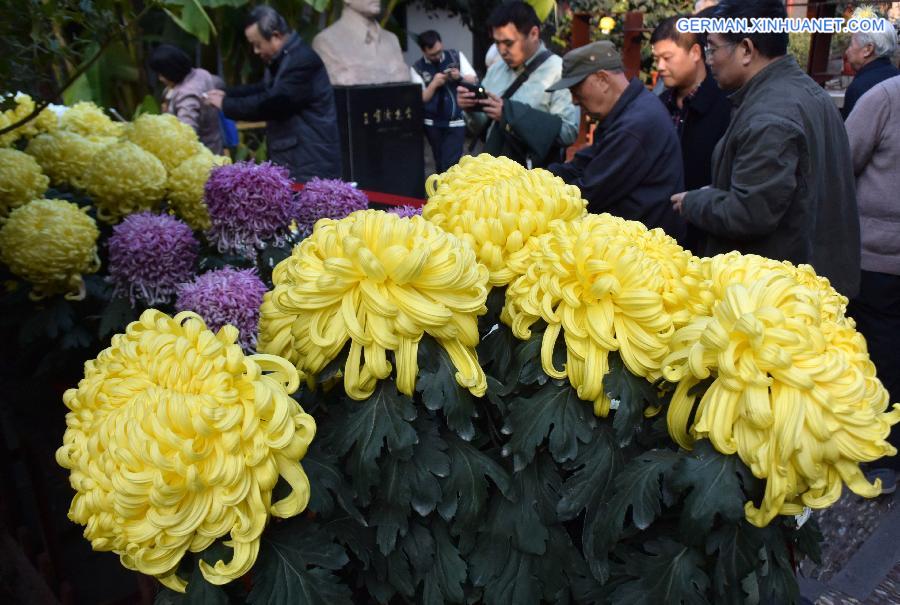 CHINA-SHANDONG-JINAN-CHRYSANTHEMUM (CN)