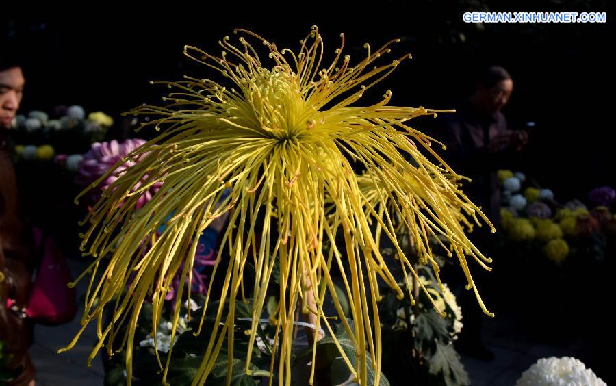 CHINA-SHANDONG-JINAN-CHRYSANTHEMUM (CN)