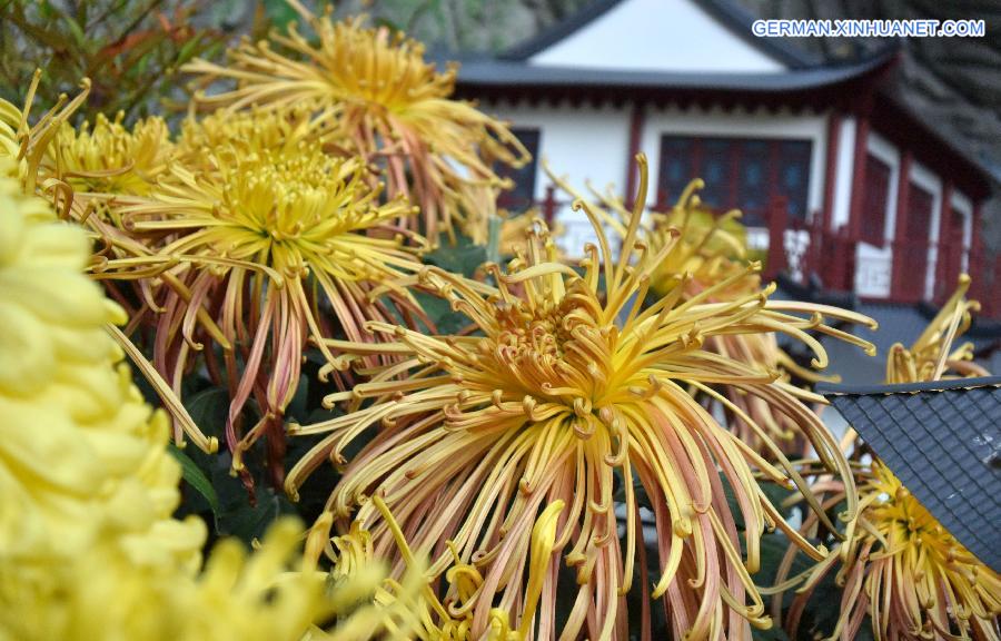 CHINA-SHANDONG-JINAN-CHRYSANTHEMUM (CN)