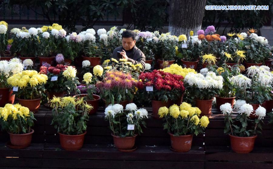 CHINA-SHANDONG-JINAN-CHRYSANTHEMUM (CN)