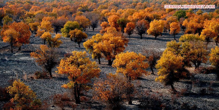 CHINA-XINJIANG-POPLAR-SCENERY (CN)