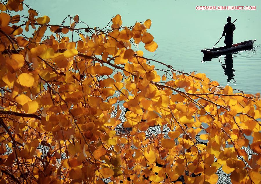 CHINA-XINJIANG-POPLAR-SCENERY (CN)