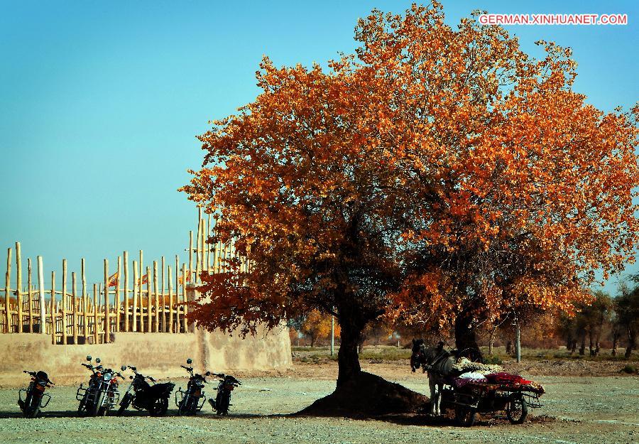 CHINA-XINJIANG-POPLAR-SCENERY (CN)