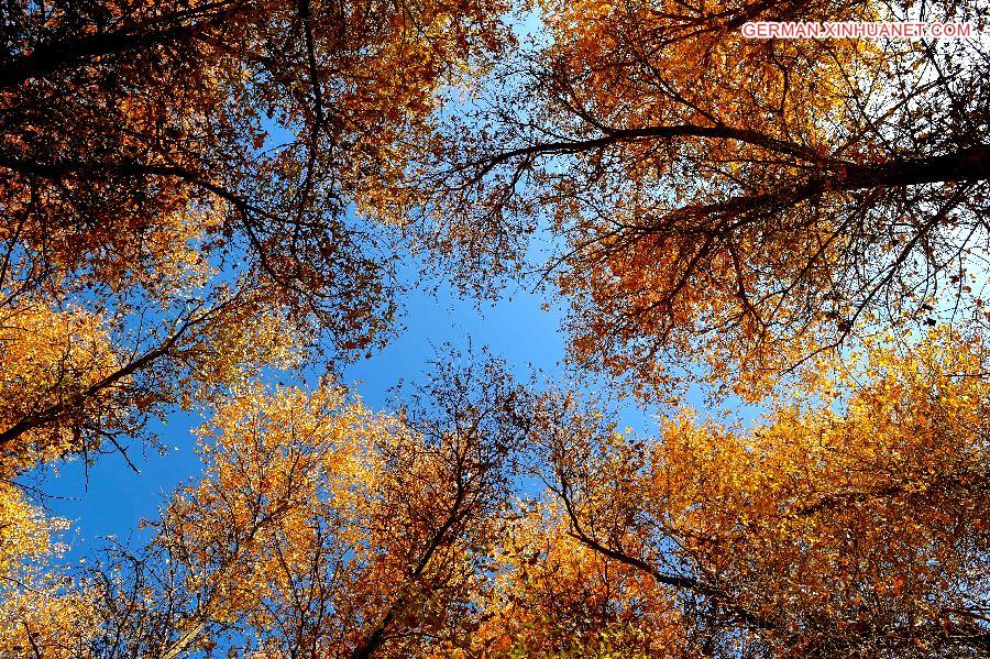 CHINA-XINJIANG-POPLAR-SCENERY (CN)