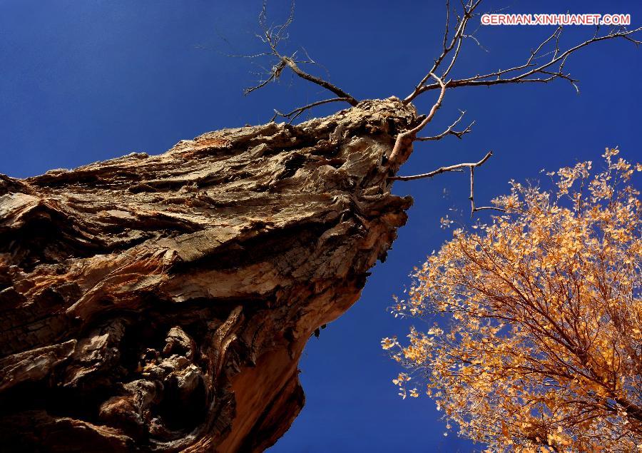 CHINA-XINJIANG-POPLAR-SCENERY (CN)