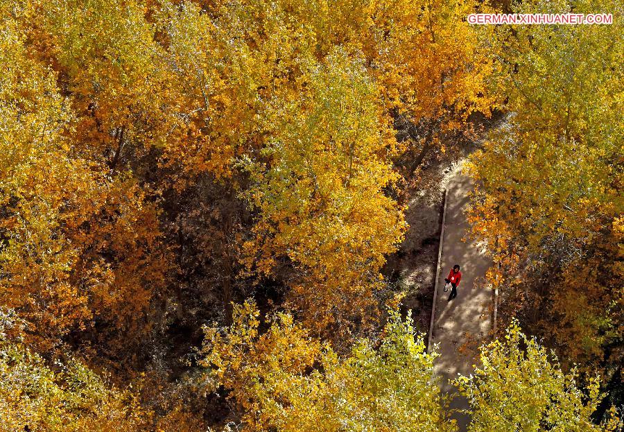 CHINA-XINJIANG-POPLAR-SCENERY (CN)