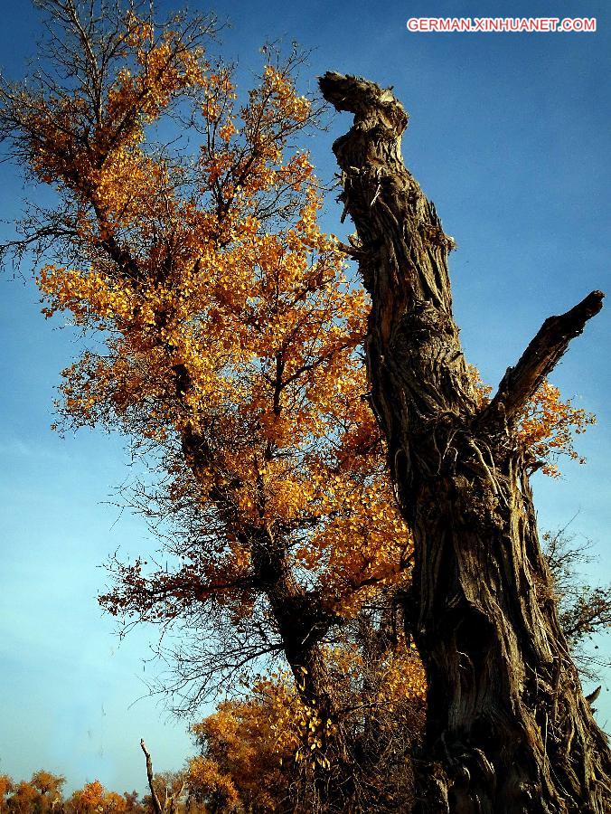 CHINA-XINJIANG-POPLAR-SCENERY (CN)