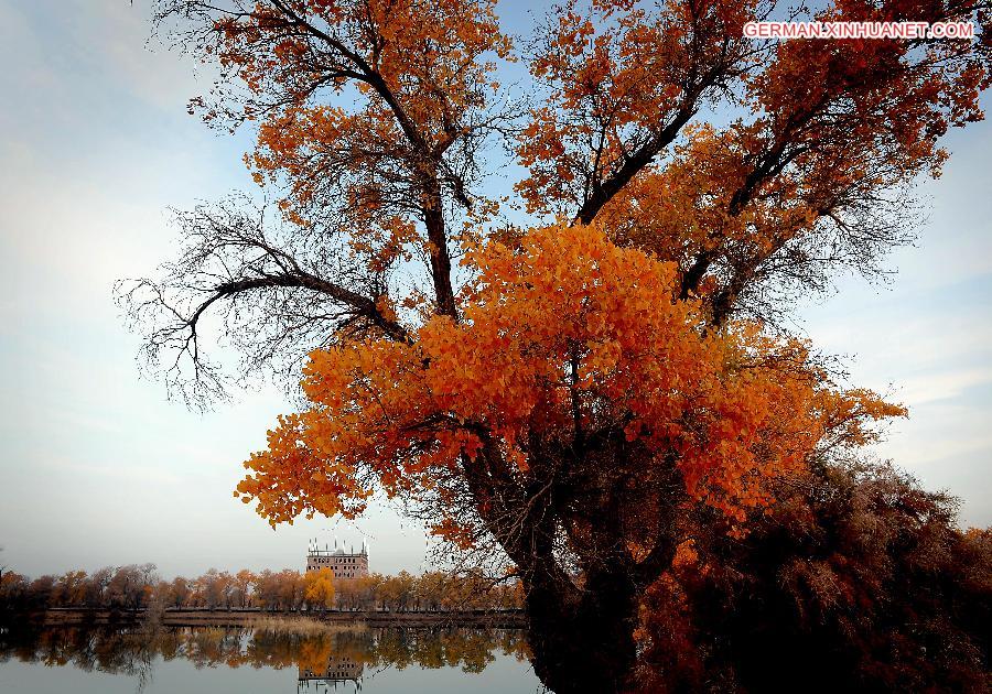 CHINA-XINJIANG-POPLAR-SCENERY (CN)