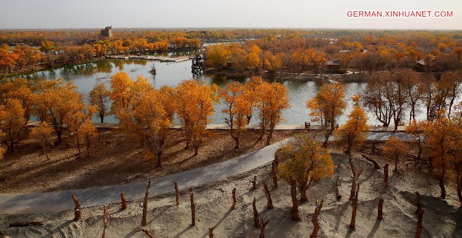 CHINA-XINJIANG-POPLAR-SCENERY (CN)