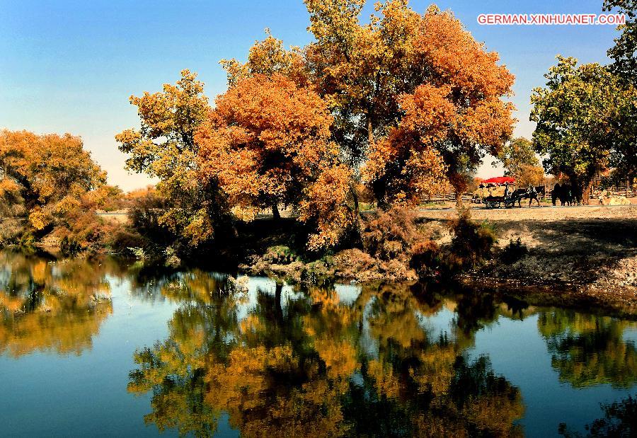 CHINA-XINJIANG-POPLAR-SCENERY (CN)