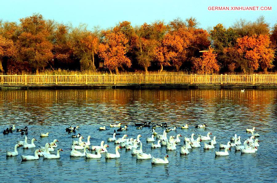 CHINA-XINJIANG-POPLAR-SCENERY (CN)