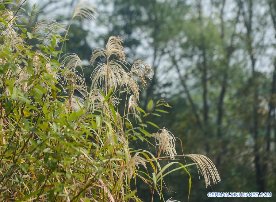 CHINA-HANGZHOU-XIXI WETLAND-SCENERY (CN)