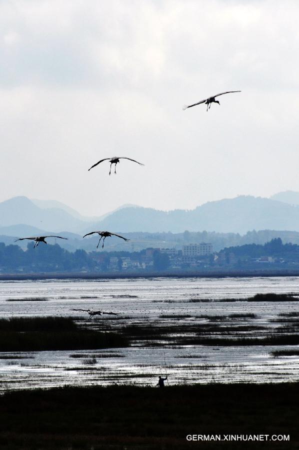 #（生态）（2）首批候鸟飞临贵州草海越冬