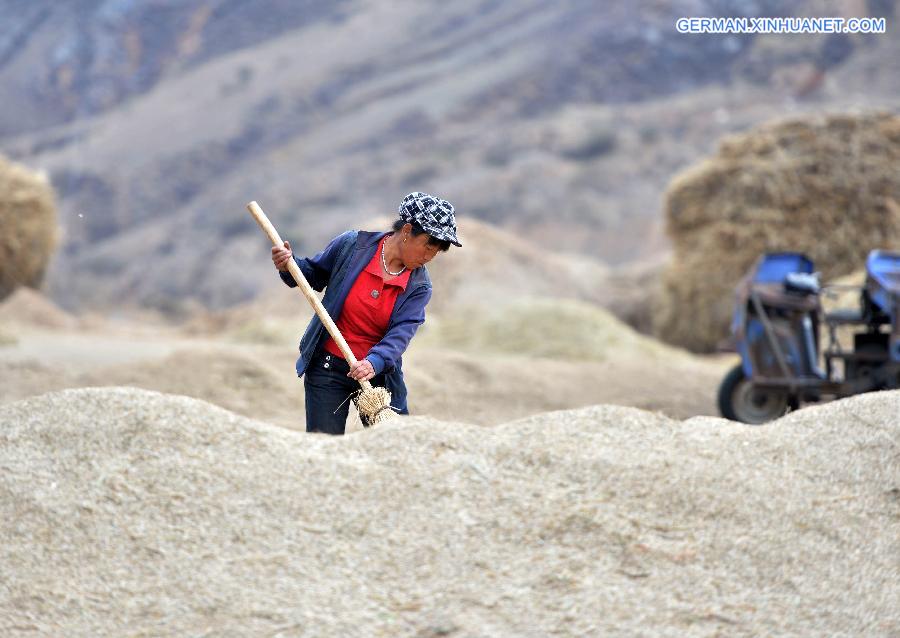 CHINA-INNER MONGOLIA-LATE-MATURING CROPS-HARVEST (CN)