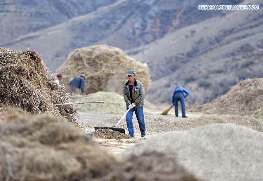 CHINA-INNER MONGOLIA-LATE-MATURING CROPS-HARVEST (CN)