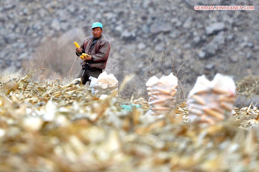 CHINA-INNER MONGOLIA-LATE-MATURING CROPS-HARVEST (CN)