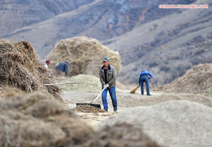 CHINA-INNER MONGOLIA-LATE-MATURING CROPS-HARVEST (CN)